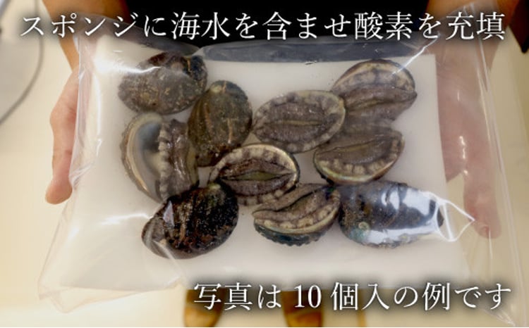 奥尻産 活蝦夷アワビ（養殖）5個入り